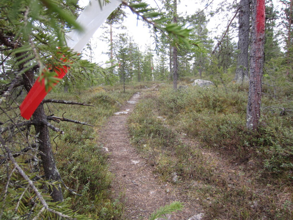 Skogsstig med en rödvit snitsel i ett träd på sidan om stigen.